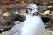 Franklin's Gull (Leucophaeus pipixcan)